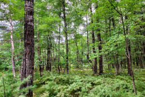 Land for sale in Marinette County near Crivitz, WI