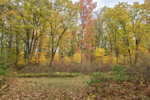 Secluded land for sale near Amberg, WI