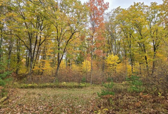 Secluded land for sale near Amberg, WI