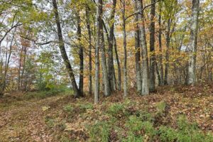 Secluded land for sale near Amberg, WI