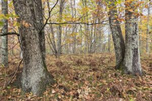Secluded land for sale near Amberg, WI