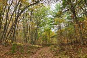 Secluded land for sale near Amberg, WI