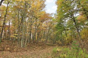Secluded land for sale near Amberg, WI