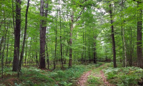 Northeast Wisconsin land for sale