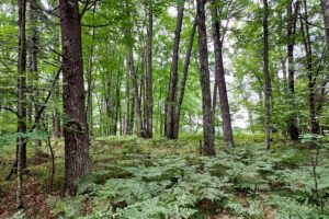 Northeast Wisconsin land for sale