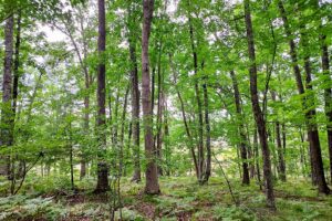 Northeast Wisconsin land for sale