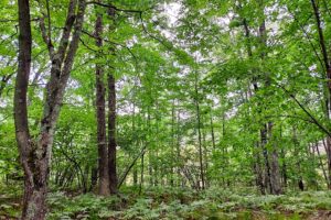Northeast Wisconsin land for sale
