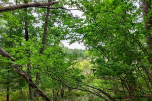 Northeast Wisconsin land for sale