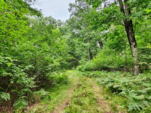Northeast Wisconsin land for sale