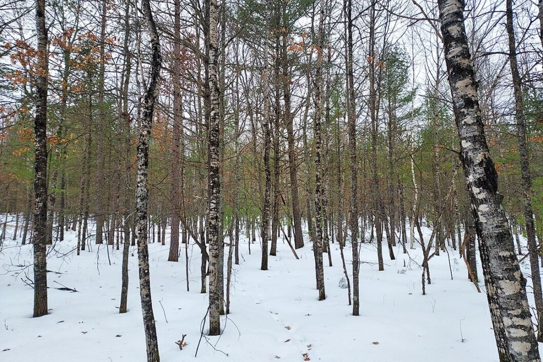 Land For Sale Bordering Chequamegon National Forest