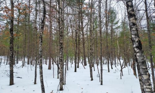 Land For Sale Bordering Chequamegon National Forest