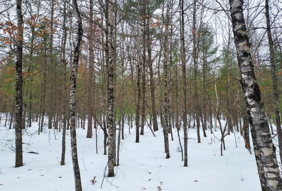 Land For Sale Bordering Chequamegon National Forest