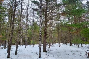 Land For Sale Bordering Chequamegon National Forest