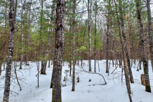 Land For Sale Bordering Chequamegon National Forest