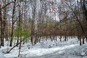 Land For Sale Bordering Chequamegon National Forest