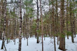 Land For Sale Bordering Chequamegon National Forest
