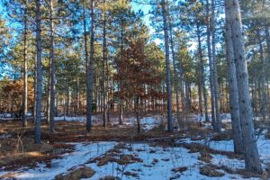 Wooded Acreage For Sale near Lake Petenwell and Rome, WI