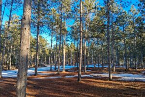 Wooded Acreage For Sale near Lake Petenwell and Rome, WI