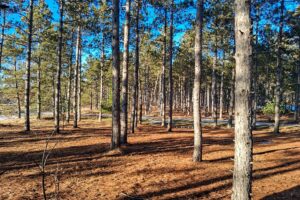 Wooded Acreage For Sale near Lake Petenwell and Rome, WI
