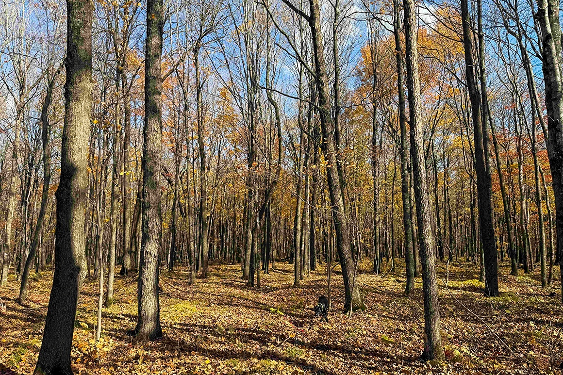 Buildable land for sale in Prentice, WI
