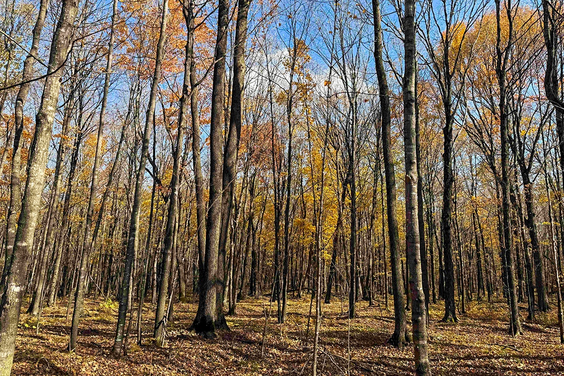 Buildable land for sale in Prentice, WI