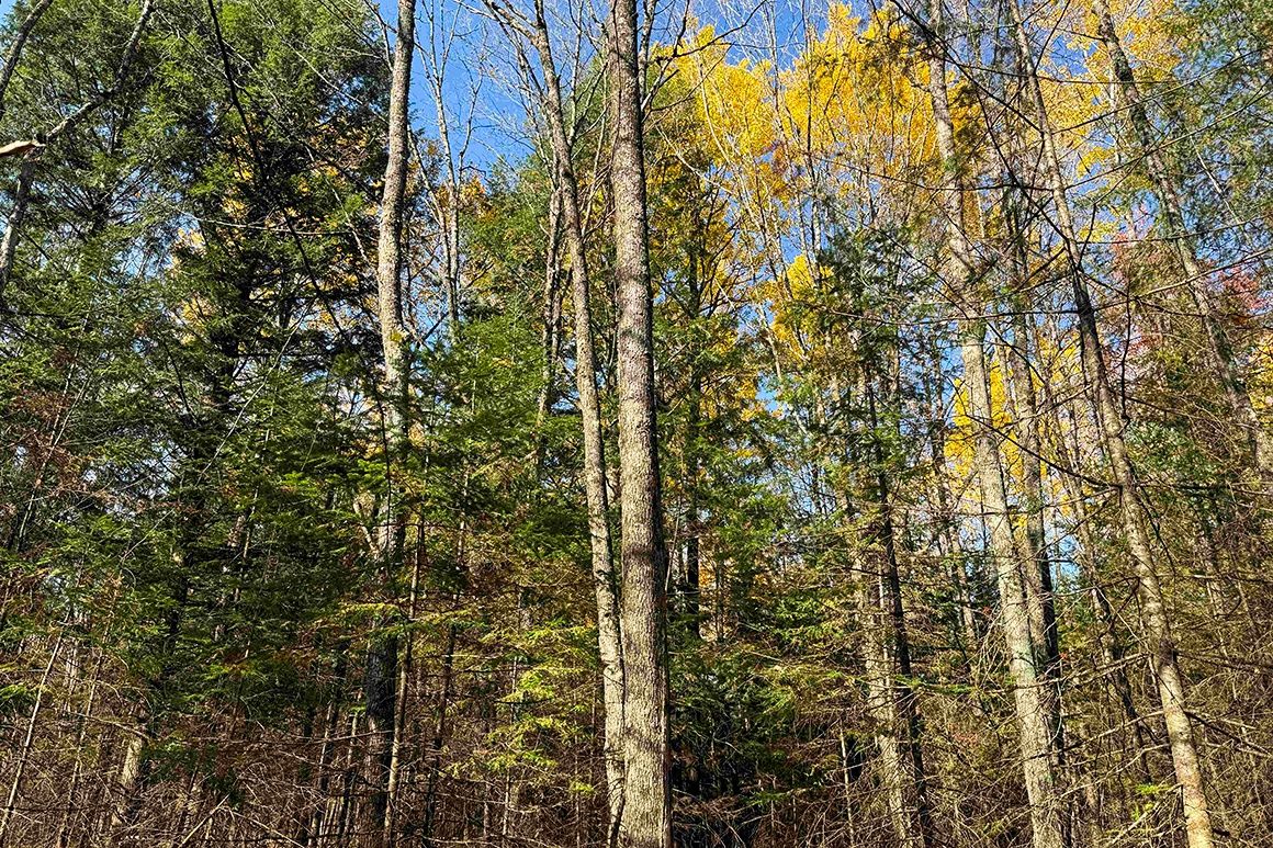 Buildable land for sale in Prentice, WI