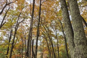 Marinette County recreational land for sale