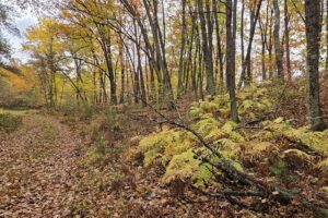 Marinette County recreational land for sale
