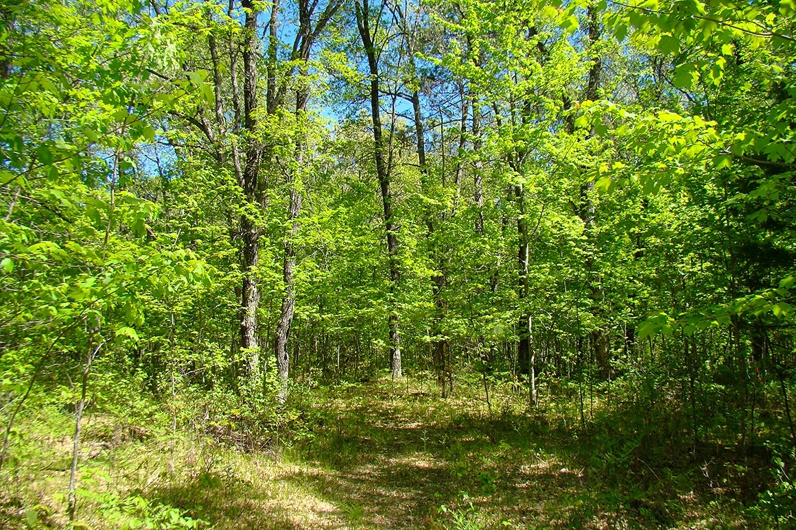 Lake Nokomis Area Acreage!