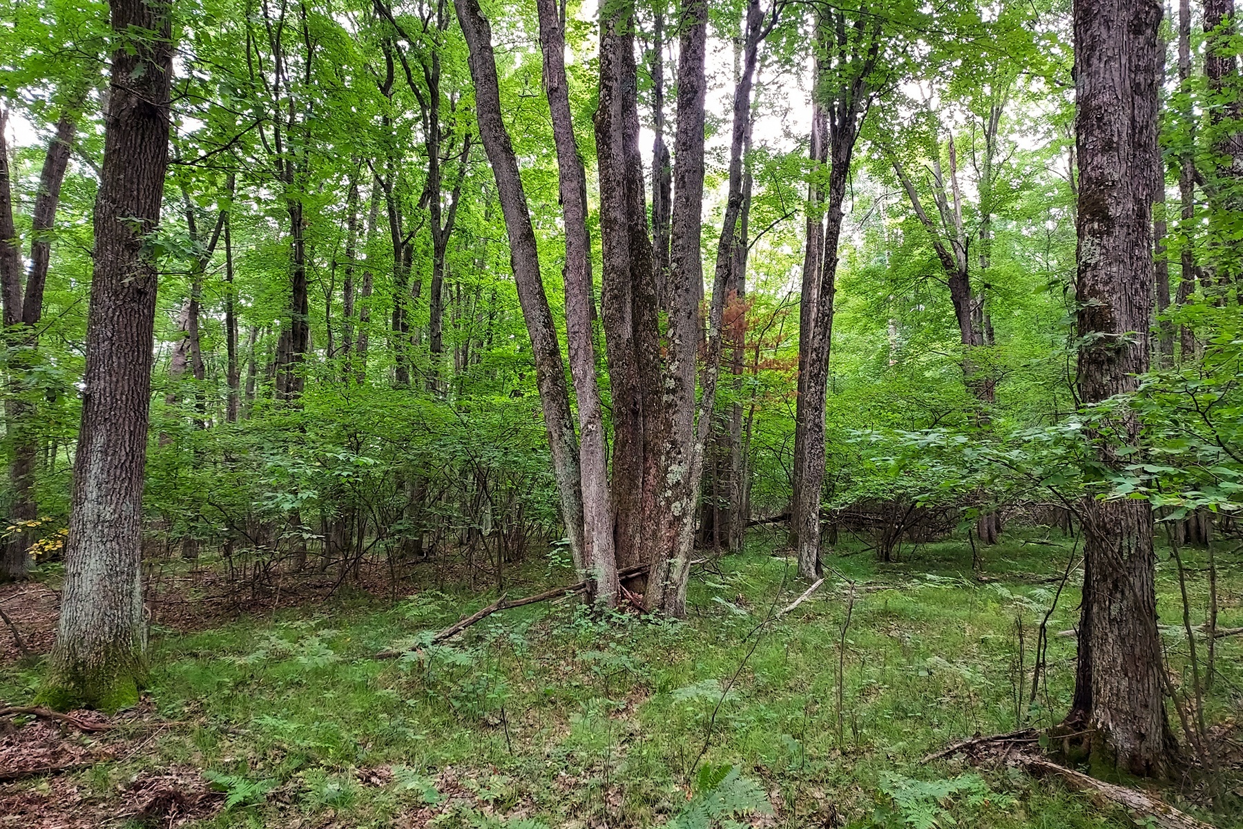 Secluded Wooded Land Near Crivitz, WI!