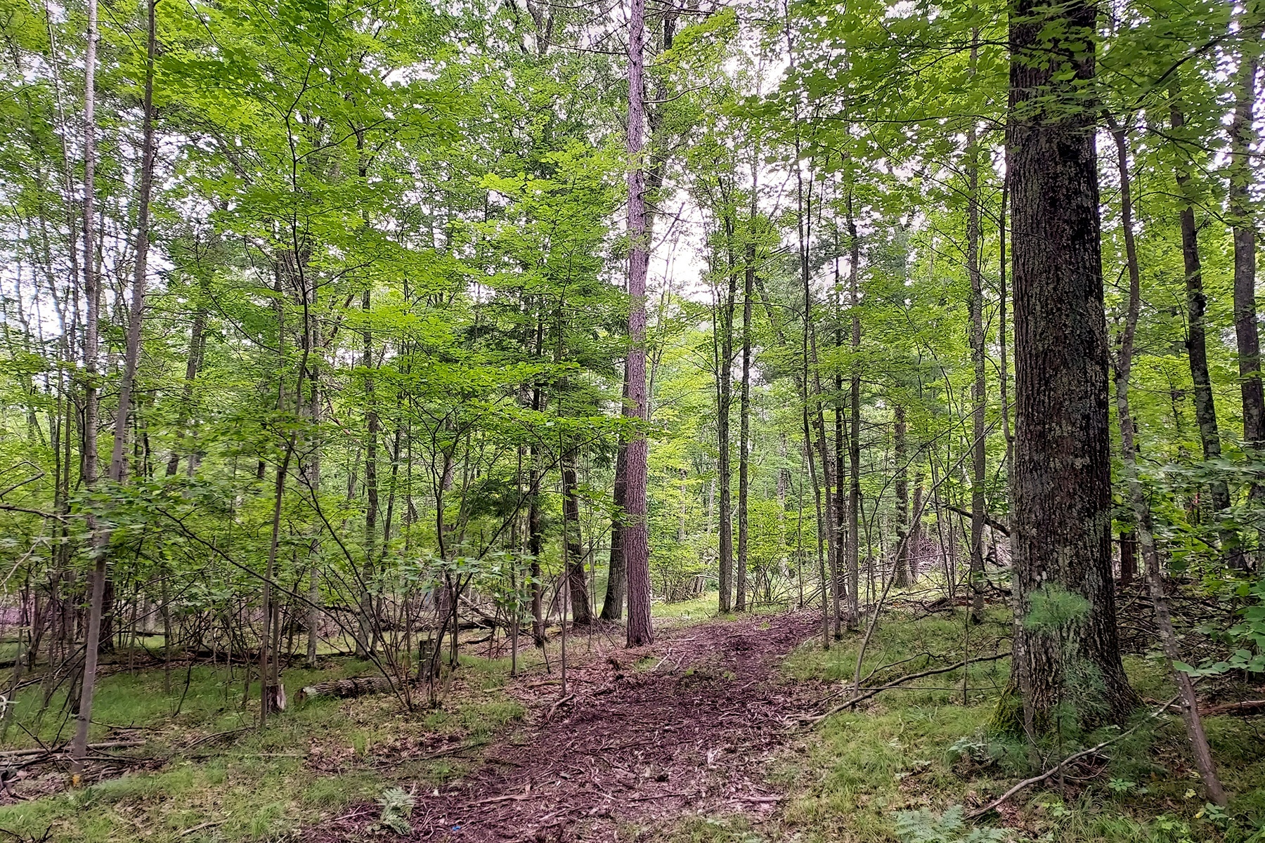 Secluded Wooded Land Near Crivitz, WI!