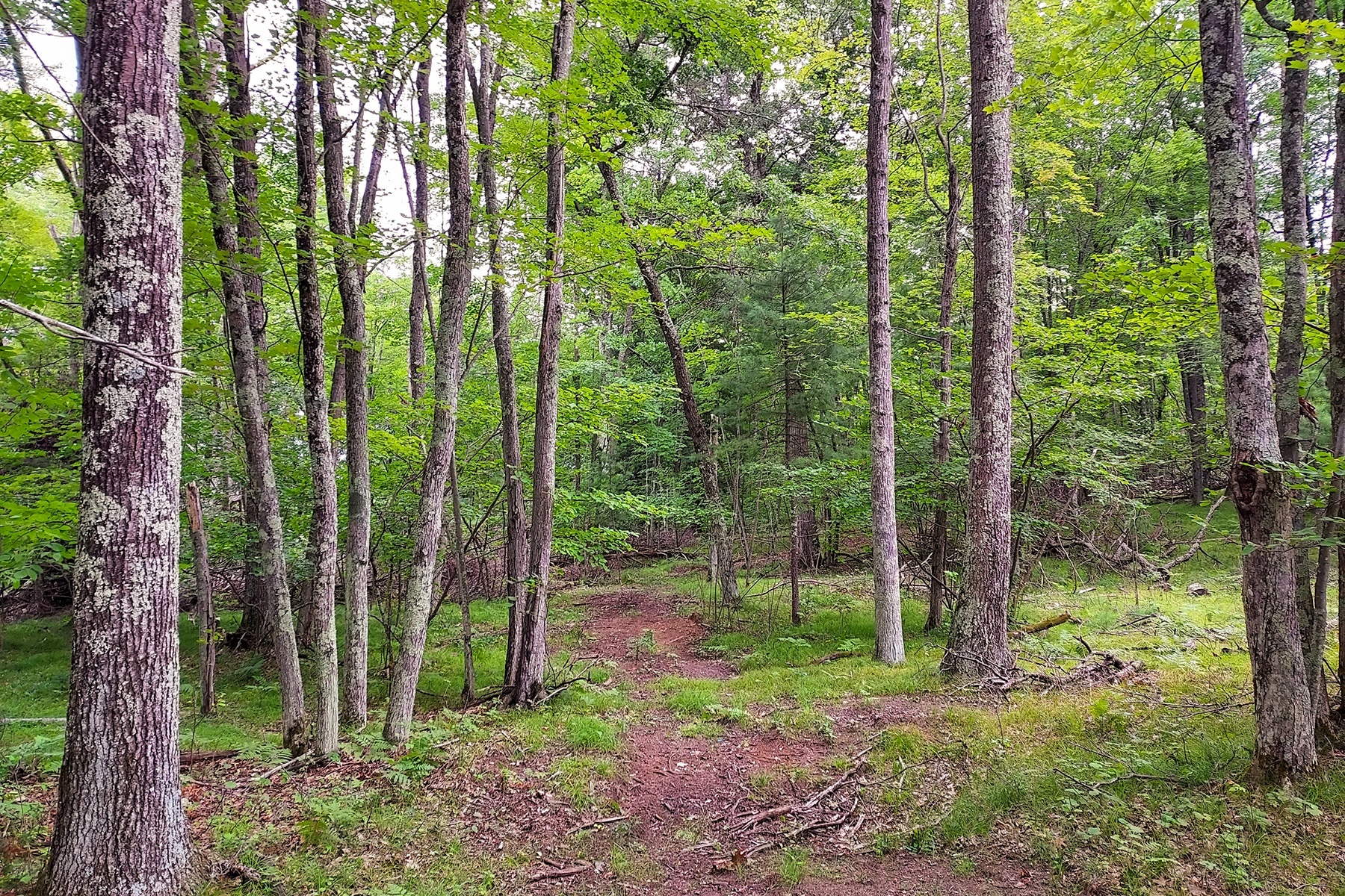 Secluded Wooded Land Near Crivitz, WI!