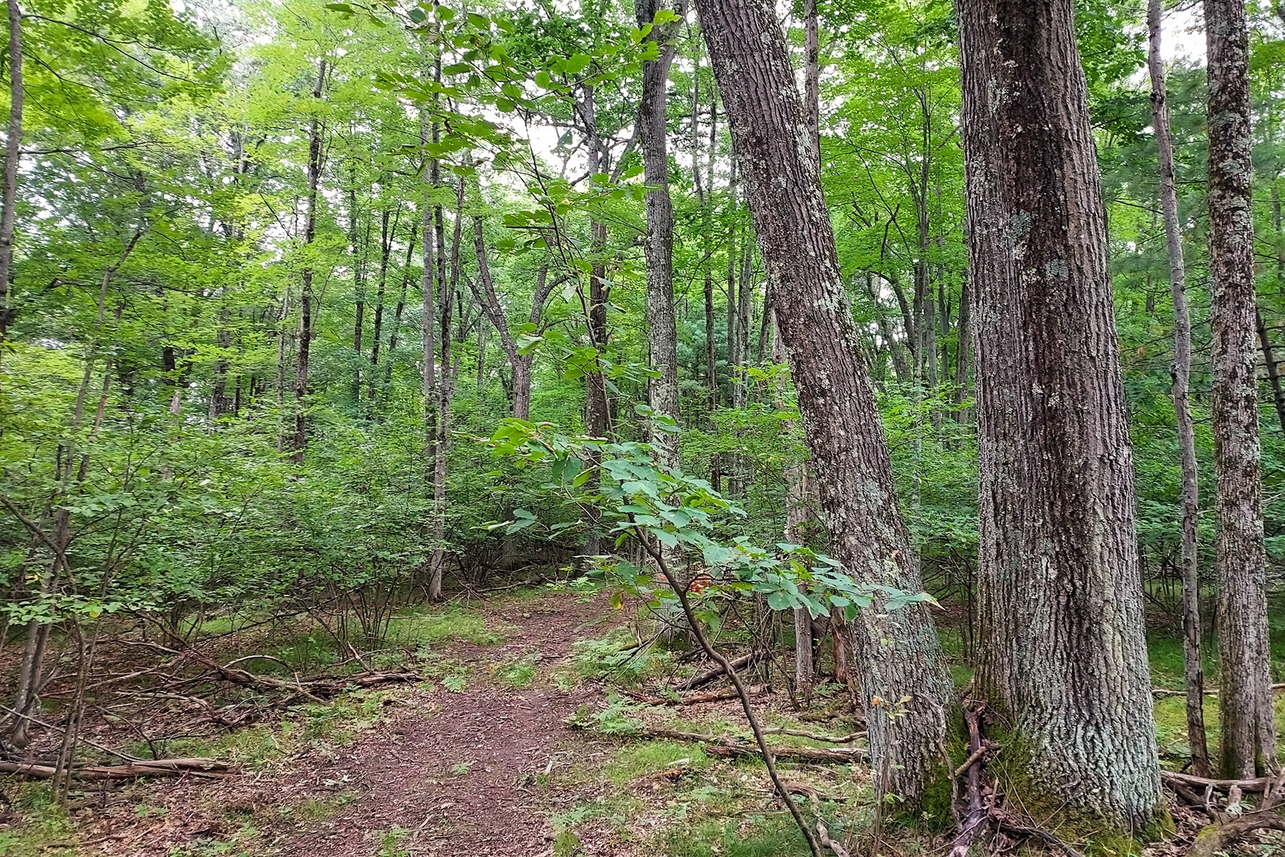 Secluded Wooded Land Near Crivitz, WI!