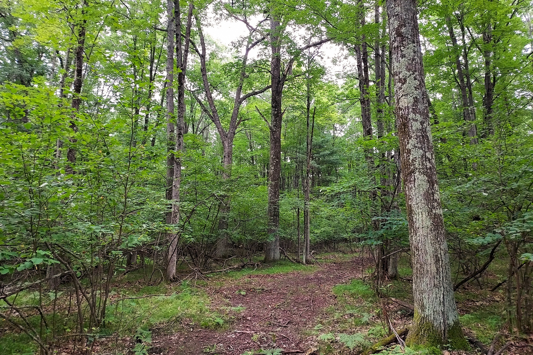 Secluded Wooded Land Near Crivitz, WI!