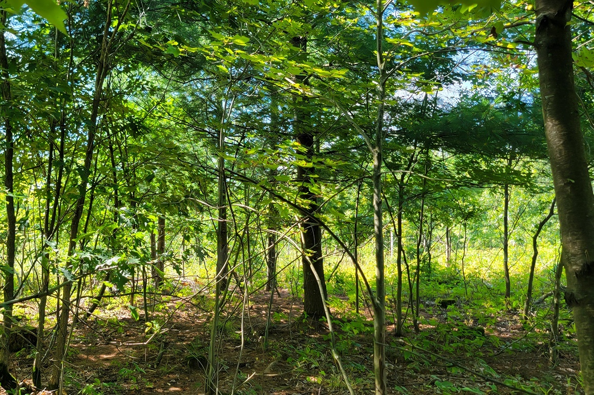 Western WI Acreage Near State Forest!