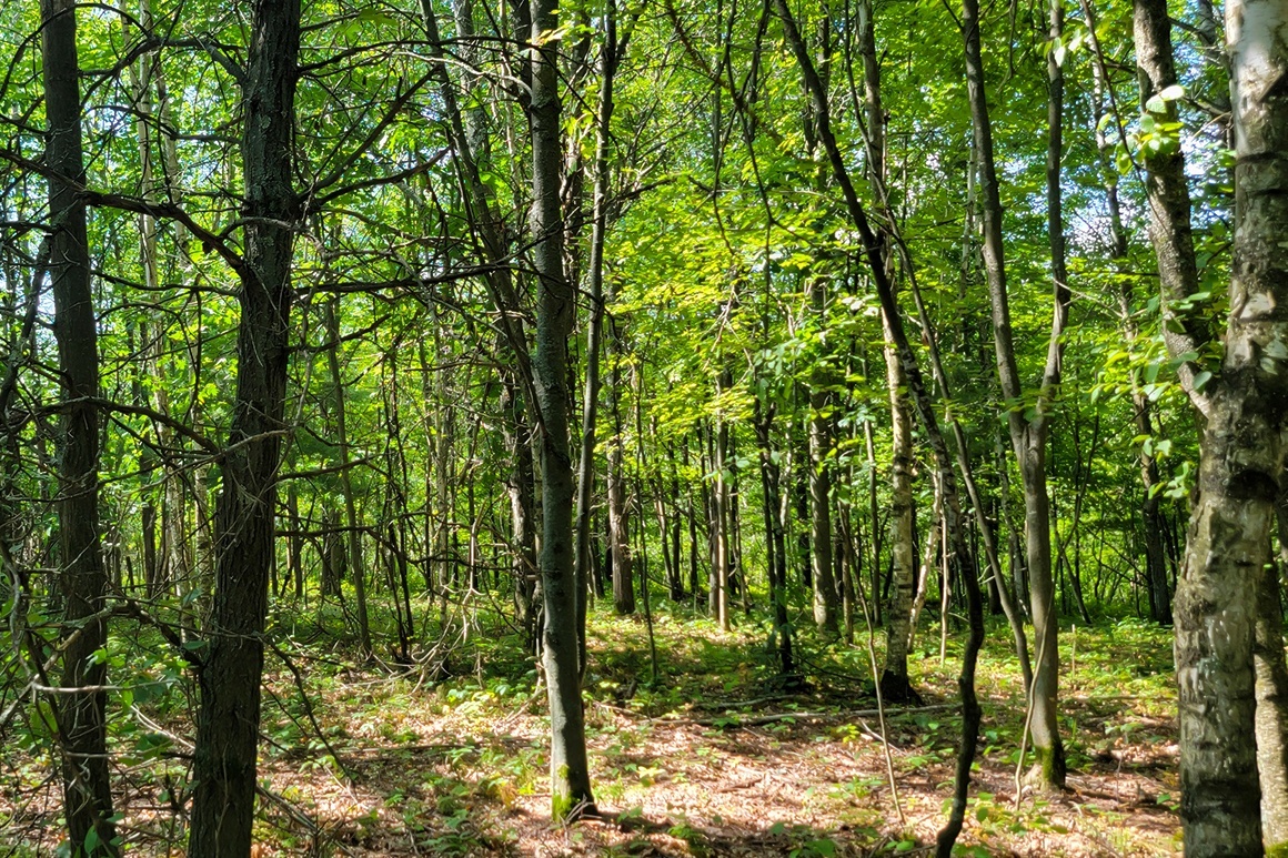 Western WI Acreage Near State Forest!