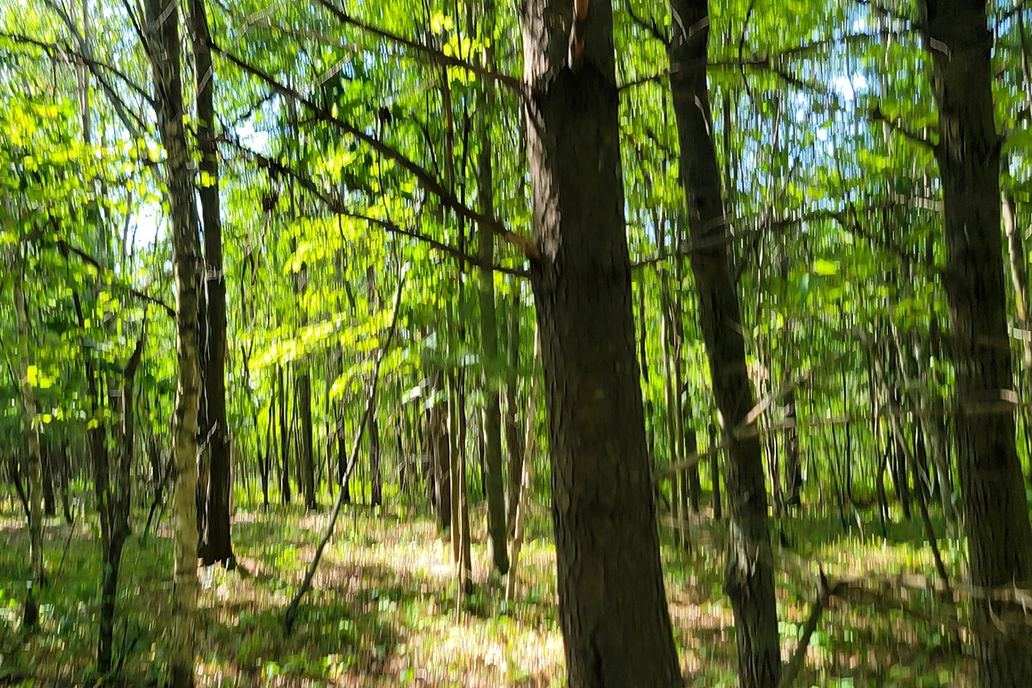Western WI Acreage Near State Forest!