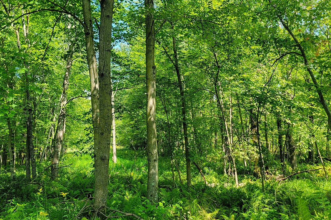 Western WI Acreage Near State Forest!