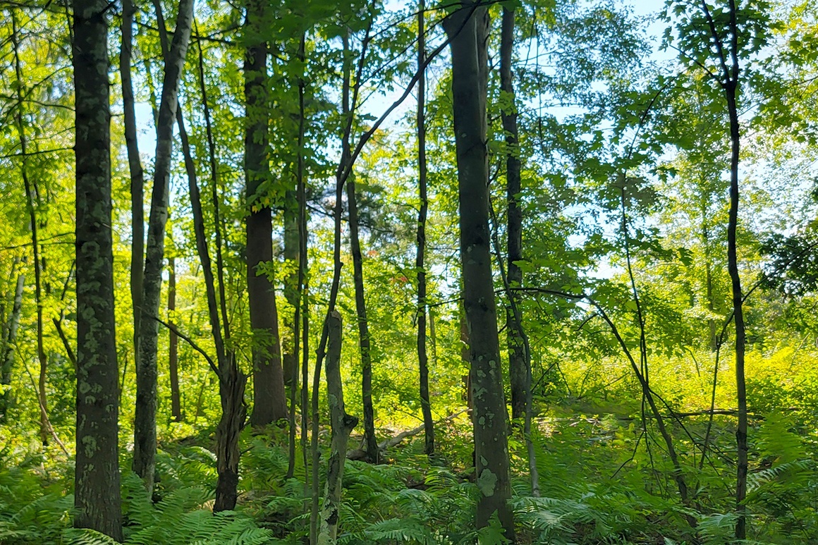 Western WI Acreage Near State Forest!