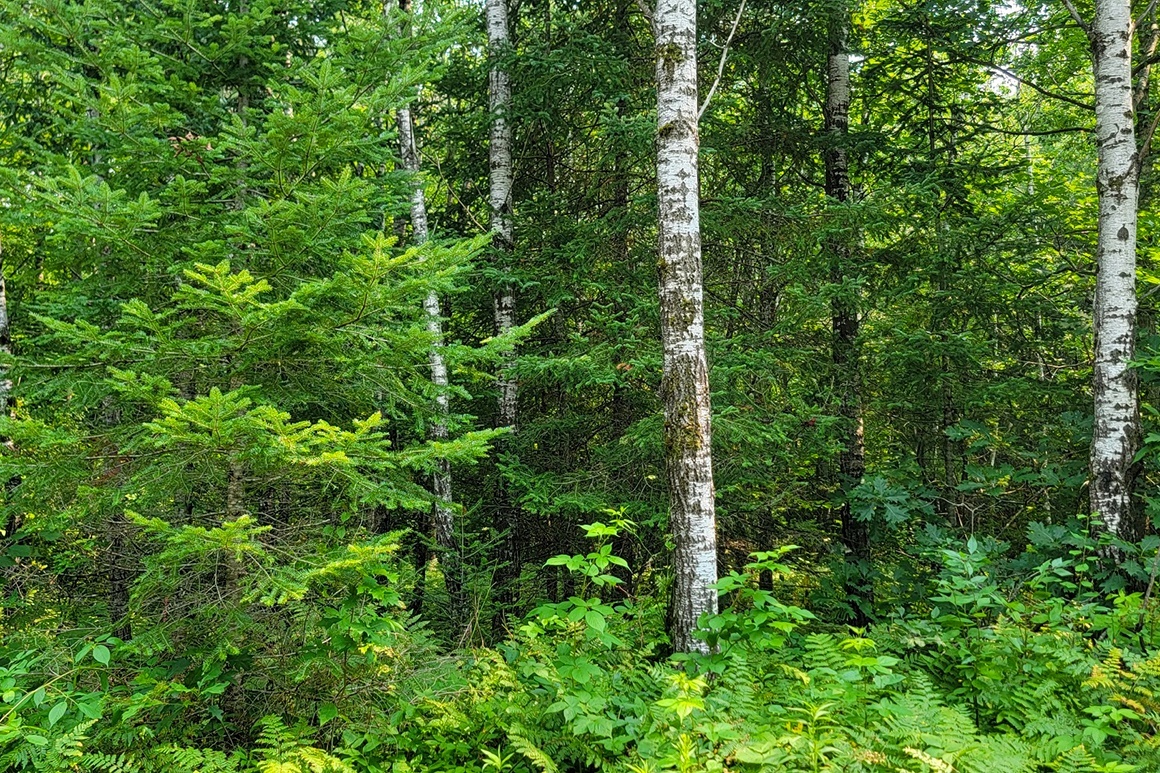 Secluded Land near Big Chetac Lake!