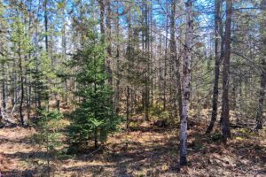 Wooded 8-acre property for sale in Rhinelander with mature trees, direct access to adjoining Wisconsin State Land, and 30x50 concrete pad ready for construction.