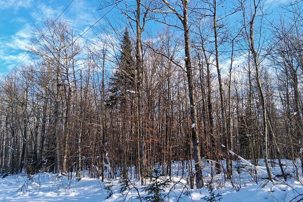 Wooded property near Winter, WI, with rolling terrain, mature trees, and road access. Close to Fishtrap Lake, Chippewa Flowage, and thousands of acres of national forest