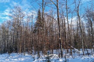 Wooded property near Winter, WI, with rolling terrain, mature trees, and road access. Close to Fishtrap Lake, Chippewa Flowage, and thousands of acres of national forest