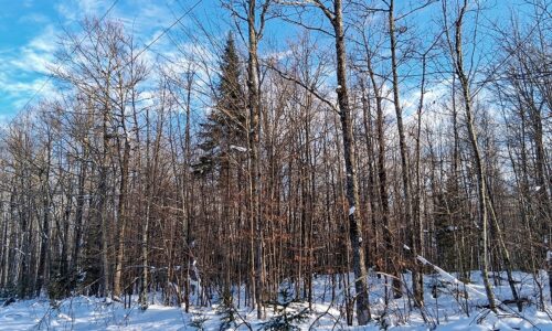 Wooded property near Winter, WI, with rolling terrain, mature trees, and road access. Close to Fishtrap Lake, Chippewa Flowage, and thousands of acres of national forest