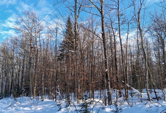 Wooded property near Winter, WI, with rolling terrain, mature trees, and road access. Close to Fishtrap Lake, Chippewa Flowage, and thousands of acres of national forest