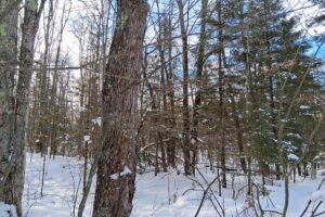 Wooded property near Winter, WI, with rolling terrain, mature trees, and road access. Close to Fishtrap Lake, Chippewa Flowage, and thousands of acres of national forest