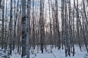 Wooded property near Winter, WI, with rolling terrain, mature trees, and road access. Close to Fishtrap Lake, Chippewa Flowage, and thousands of acres of national forest