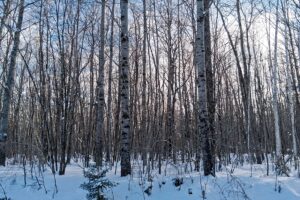 Wooded property near Winter, WI, with rolling terrain, mature trees, and road access. Close to Fishtrap Lake, Chippewa Flowage, and thousands of acres of national forest