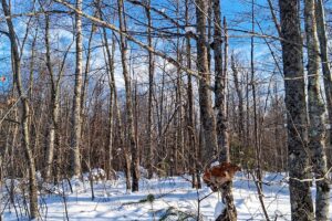 Wooded property near Winter, WI, with rolling terrain, mature trees, and road access. Close to Fishtrap Lake, Chippewa Flowage, and thousands of acres of national forest