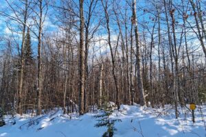 Wooded property near Winter, WI, with rolling terrain, mature trees, and road access. Close to Fishtrap Lake, Chippewa Flowage, and thousands of acres of national forest